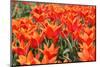 Orange Tulips-tpzijl-Mounted Photographic Print