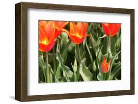 Orange Tulips-tpzijl-Framed Photographic Print