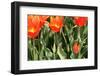 Orange Tulips-tpzijl-Framed Photographic Print