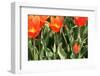 Orange Tulips-tpzijl-Framed Photographic Print