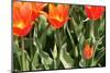Orange Tulips-tpzijl-Mounted Photographic Print