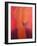 Orange Turban on Red-Lincoln Seligman-Framed Giclee Print