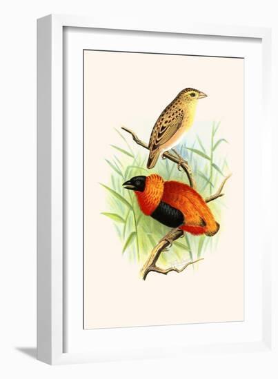 Orange Weaver-F.w. Frohawk-Framed Art Print