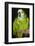 Orange-Winged Amazon Parrot-Lynn M^ Stone-Framed Photographic Print