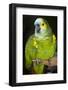 Orange-Winged Amazon Parrot-Lynn M^ Stone-Framed Photographic Print