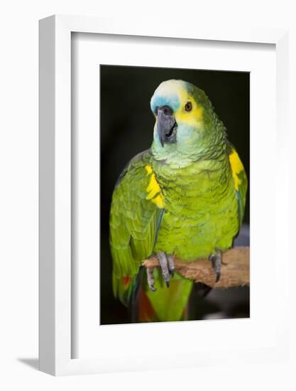 Orange-Winged Amazon Parrot-Lynn M^ Stone-Framed Photographic Print