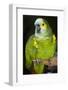 Orange-Winged Amazon Parrot-Lynn M^ Stone-Framed Photographic Print