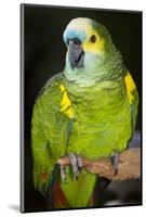 Orange-Winged Amazon Parrot-Lynn M^ Stone-Mounted Photographic Print