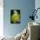 Orange-Winged Amazon Parrot-Lynn M^ Stone-Photographic Print displayed on a wall