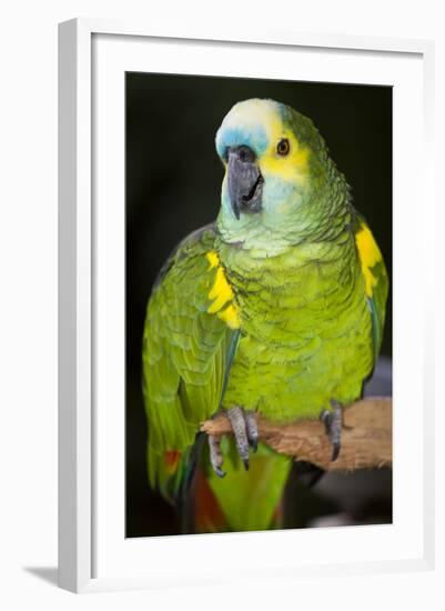 Orange-Winged Amazon Parrot-Lynn M^ Stone-Framed Photographic Print