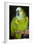 Orange-Winged Amazon Parrot-Lynn M^ Stone-Framed Photographic Print