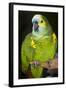 Orange-Winged Amazon Parrot-Lynn M^ Stone-Framed Photographic Print