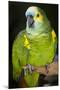 Orange-Winged Amazon Parrot-Lynn M^ Stone-Mounted Photographic Print