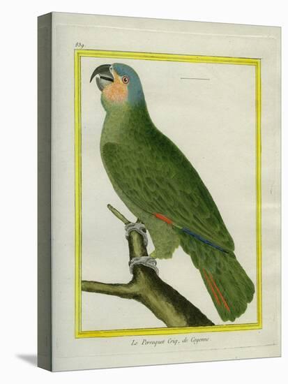 Orange-Winged Amazon-Georges-Louis Buffon-Stretched Canvas