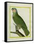 Orange-Winged Amazon-Georges-Louis Buffon-Framed Stretched Canvas