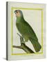 Orange-Winged Amazon-Georges-Louis Buffon-Stretched Canvas