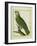 Orange-Winged Amazon-Georges-Louis Buffon-Framed Giclee Print