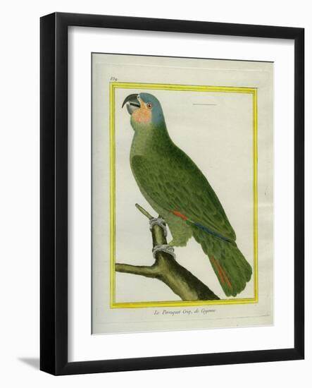 Orange-Winged Amazon-Georges-Louis Buffon-Framed Giclee Print