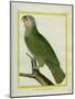 Orange-Winged Amazon-Georges-Louis Buffon-Mounted Giclee Print