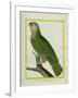 Orange-Winged Amazon-Georges-Louis Buffon-Framed Giclee Print