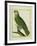 Orange-Winged Amazon-Georges-Louis Buffon-Framed Giclee Print