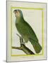 Orange-Winged Amazon-Georges-Louis Buffon-Mounted Giclee Print