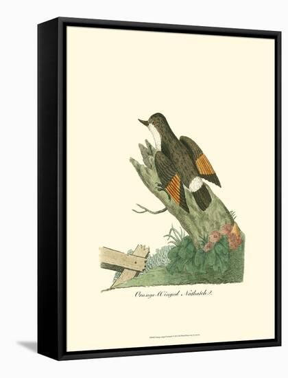 Orange-Winged Nuthatch-null-Framed Stretched Canvas