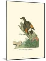 Orange-Winged Nuthatch-null-Mounted Art Print