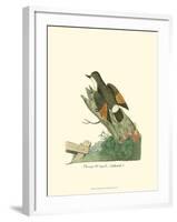 Orange-Winged Nuthatch-null-Framed Art Print