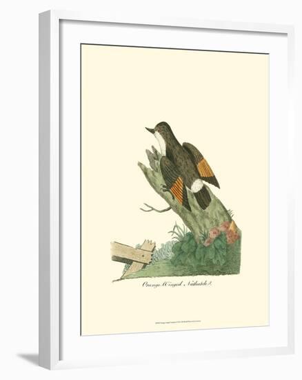 Orange-Winged Nuthatch-null-Framed Art Print