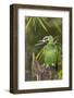 Orange-Winged Parrot-Ken Archer-Framed Photographic Print