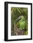 Orange-Winged Parrot-Ken Archer-Framed Photographic Print