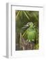 Orange-Winged Parrot-Ken Archer-Framed Photographic Print