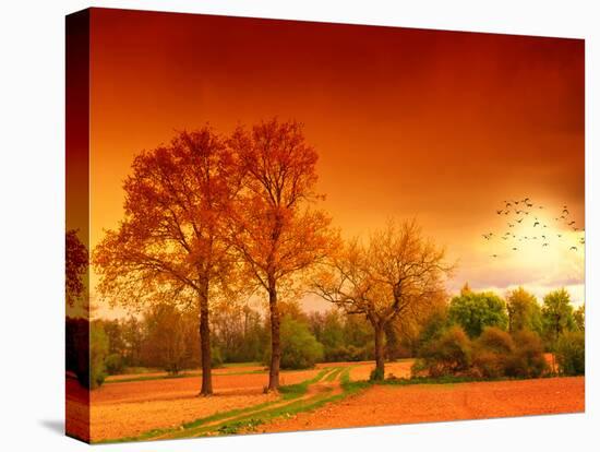 Orange World-Philippe Sainte-Laudy-Stretched Canvas