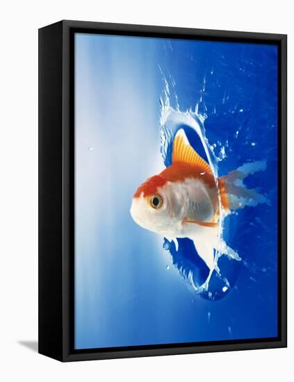 Orange, Yellow And White Fish Flying Through Water Splash-null-Framed Stretched Canvas