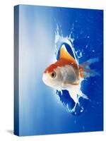Orange, Yellow And White Fish Flying Through Water Splash-null-Stretched Canvas