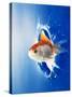 Orange, Yellow And White Fish Flying Through Water Splash-null-Stretched Canvas