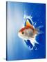 Orange, Yellow And White Fish Flying Through Water Splash-null-Stretched Canvas