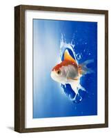 Orange, Yellow And White Fish Flying Through Water Splash-null-Framed Photographic Print