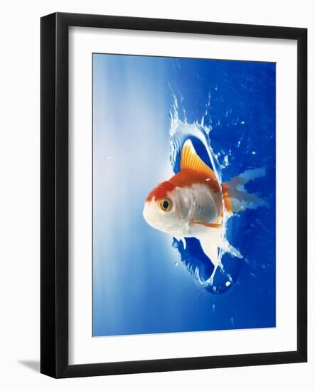 Orange, Yellow And White Fish Flying Through Water Splash-null-Framed Photographic Print