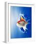 Orange, Yellow And White Fish Flying Through Water Splash-null-Framed Photographic Print