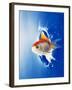 Orange, Yellow And White Fish Flying Through Water Splash-null-Framed Photographic Print