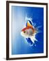 Orange, Yellow And White Fish Flying Through Water Splash-null-Framed Photographic Print