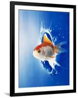 Orange, Yellow And White Fish Flying Through Water Splash-null-Framed Photographic Print