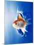 Orange, Yellow And White Fish Flying Through Water Splash-null-Mounted Photographic Print