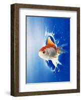 Orange, Yellow And White Fish Flying Through Water Splash-null-Framed Photographic Print