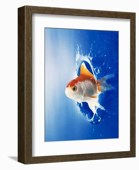 Orange, Yellow And White Fish Flying Through Water Splash-null-Framed Photographic Print