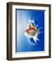 Orange, Yellow And White Fish Flying Through Water Splash-null-Framed Photographic Print