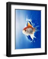 Orange, Yellow And White Fish Flying Through Water Splash-null-Framed Photographic Print