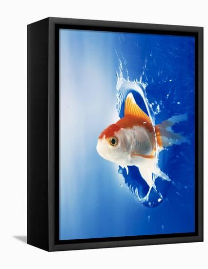 Orange, Yellow And White Fish Flying Through Water Splash-null-Framed Stretched Canvas